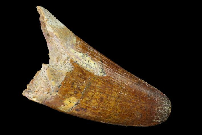 Cretaceous Fossil Crocodile Tooth - Morocco #159138